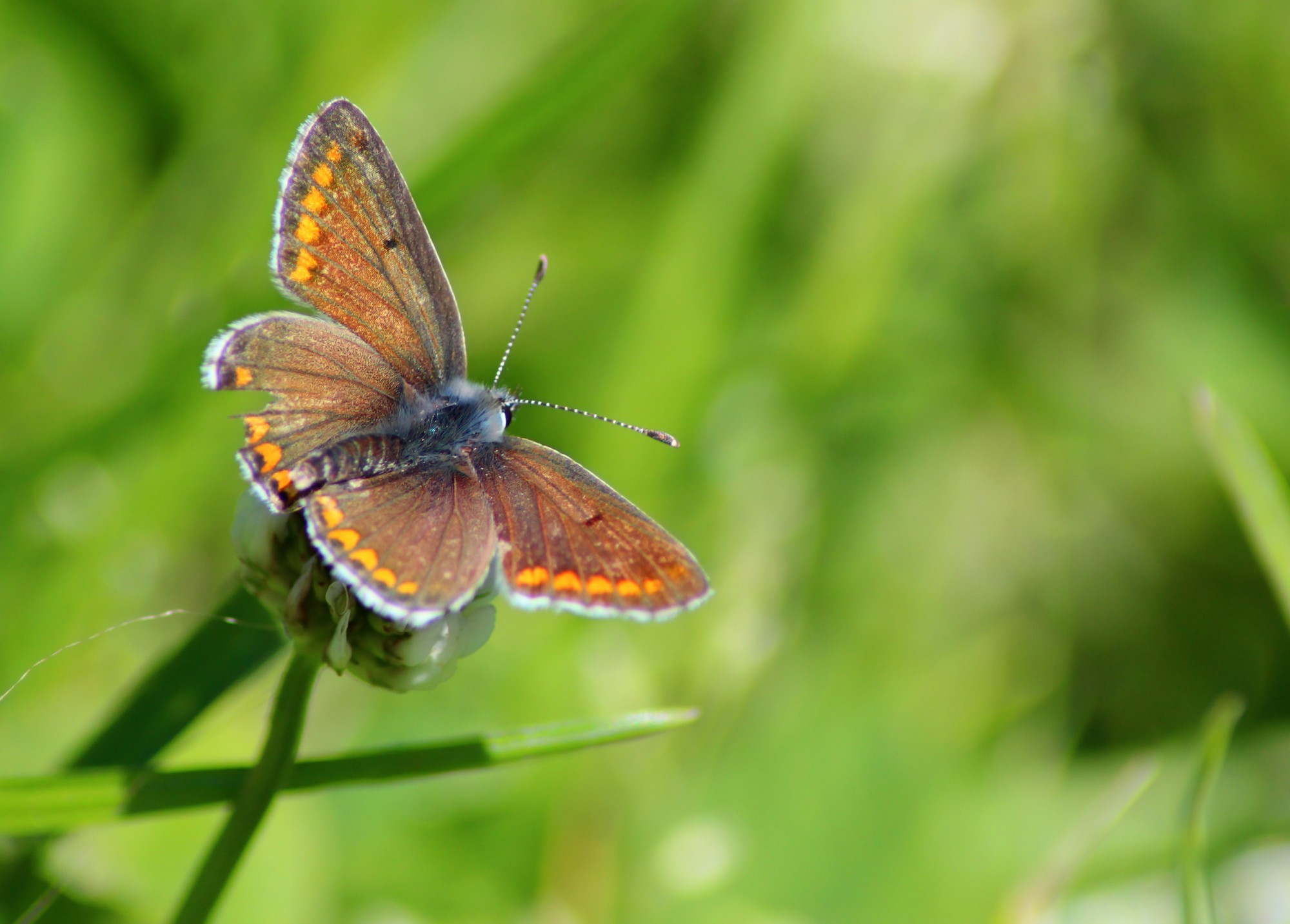 Fonds d'cran Animaux Insectes - Papillons Azuré commun femelle