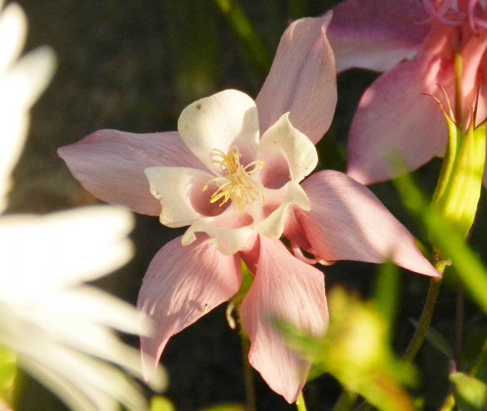 Fonds d'cran Nature Fleurs fleur