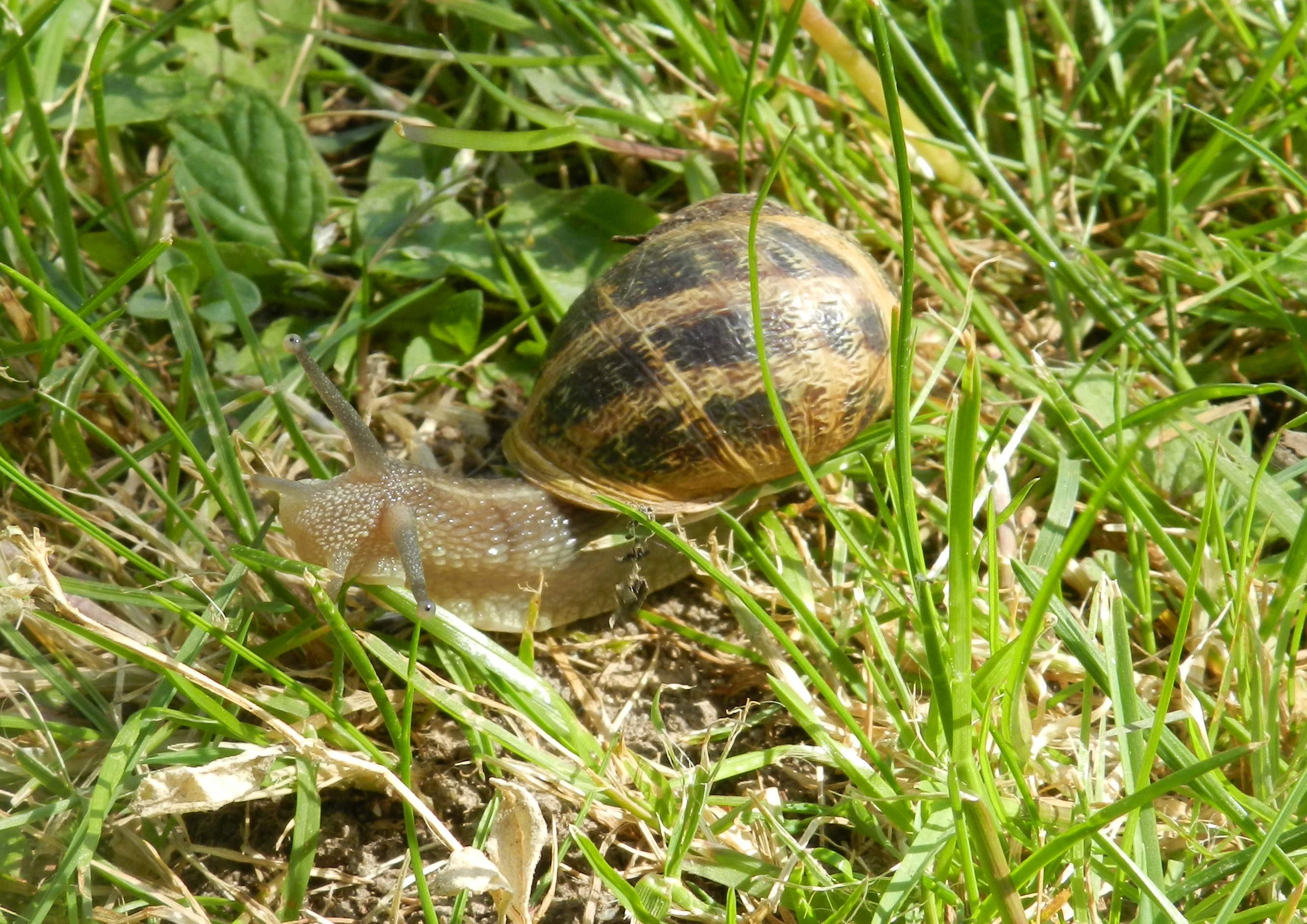 Wallpapers Animals Snails - Slugs 