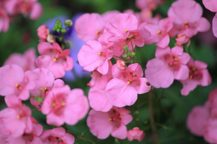 Fonds d'cran Nature Fleurs fleur