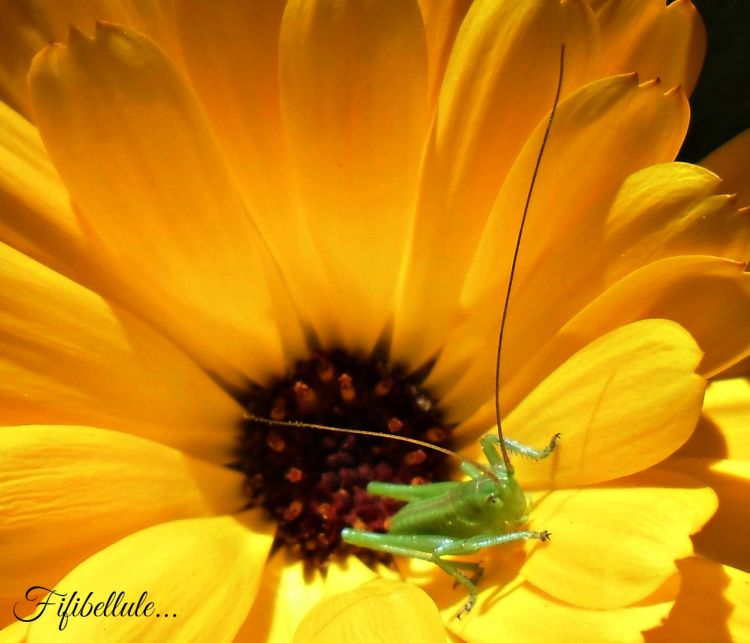 Wallpapers Animals Insects - Grasshoppers and Locusts sauterelle