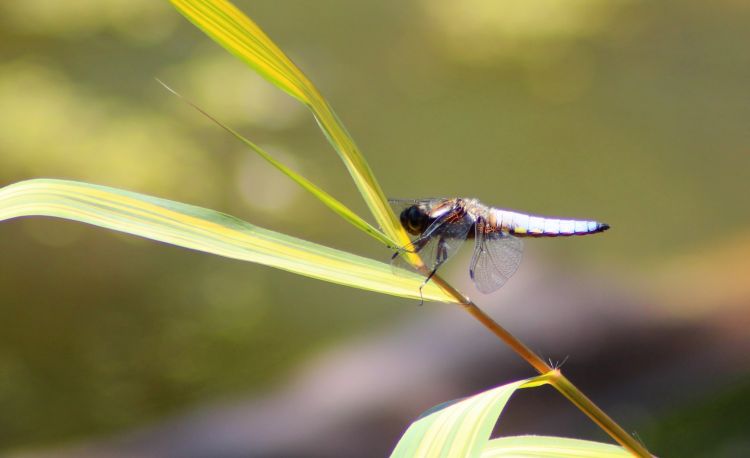 Fonds d'cran Animaux Insectes - Libellules Libellule déprimée