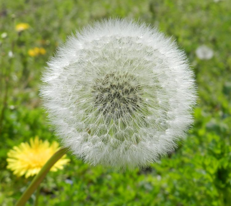 Fonds d'cran Nature Fleurs fleur