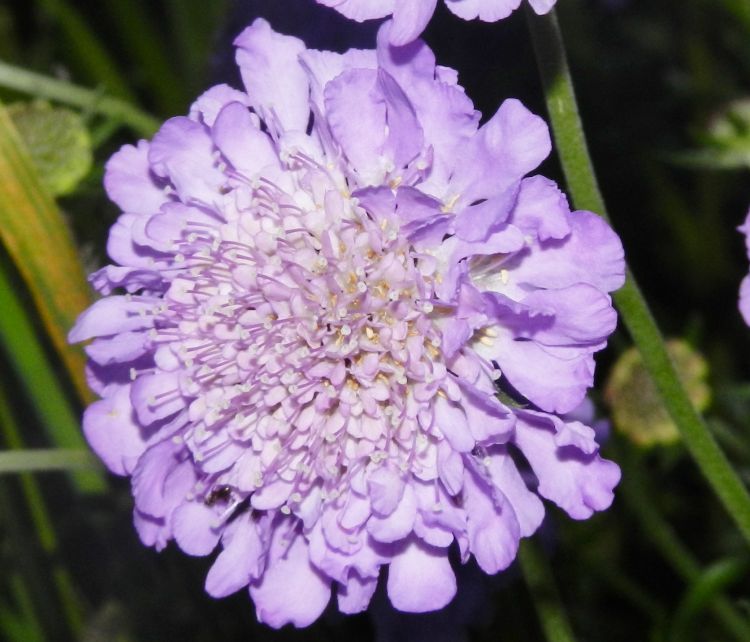 Fonds d'cran Nature Fleurs fleur