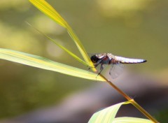  Animaux Libellule déprimée