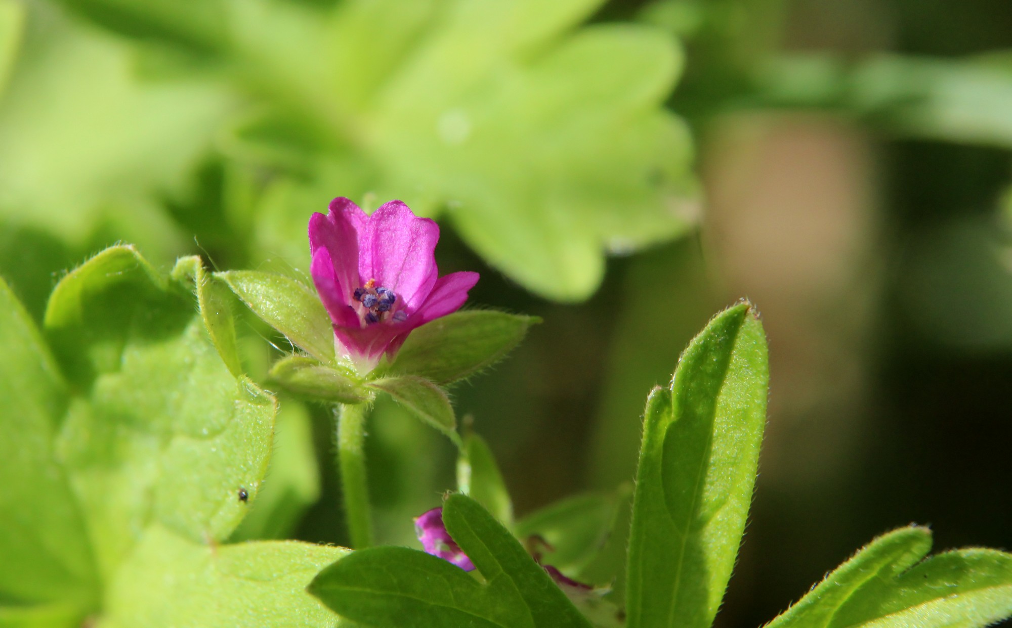 Wallpapers Nature Flowers 