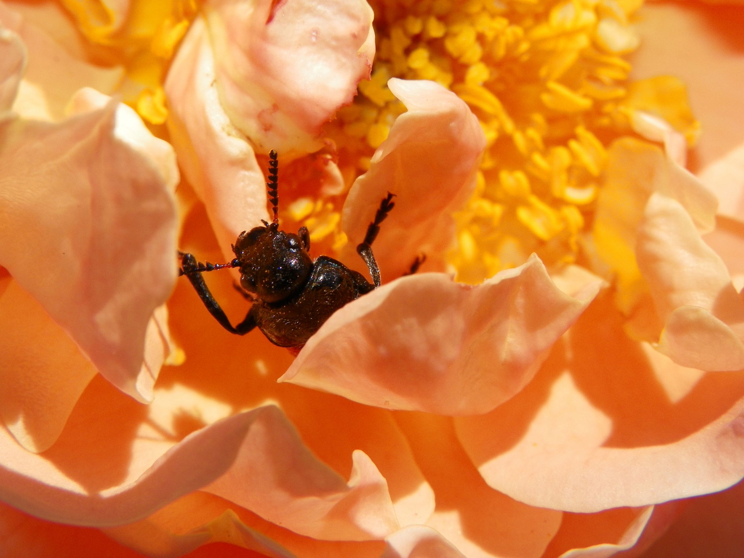 Fonds d'cran Animaux Insectes - Divers 