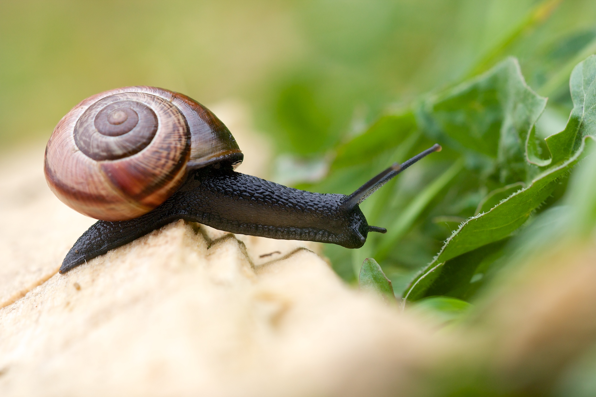 Fonds d'cran Animaux Escargots - Limaces 