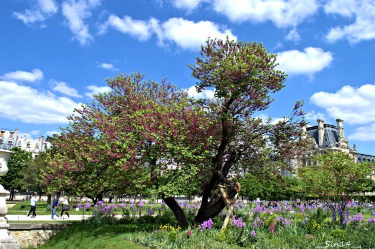 Fonds d'cran Nature Parcs - Jardins LeJardin des tuileries