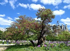  Nature LeJardin des tuileries