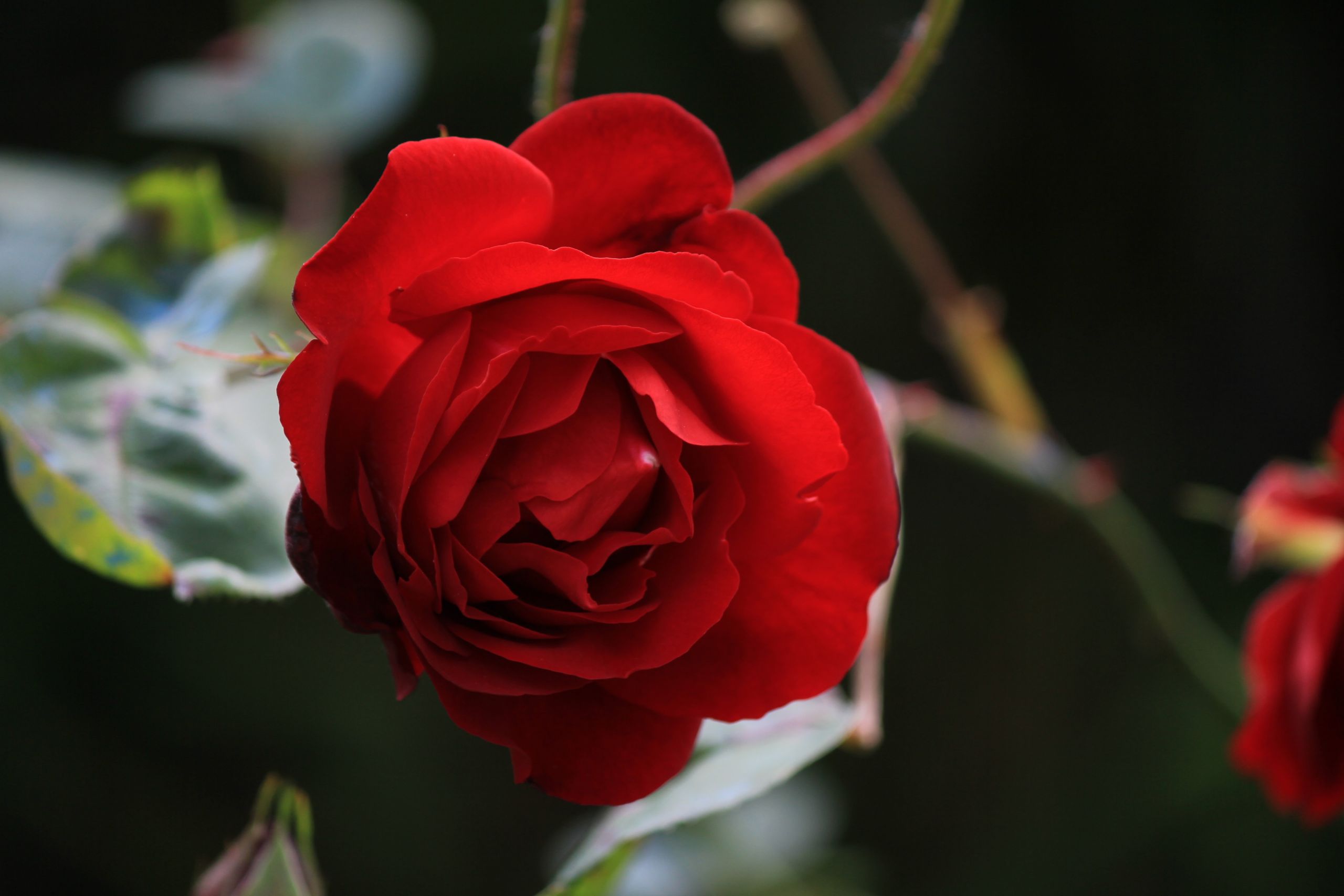 Wallpapers Nature Flowers rose rouge