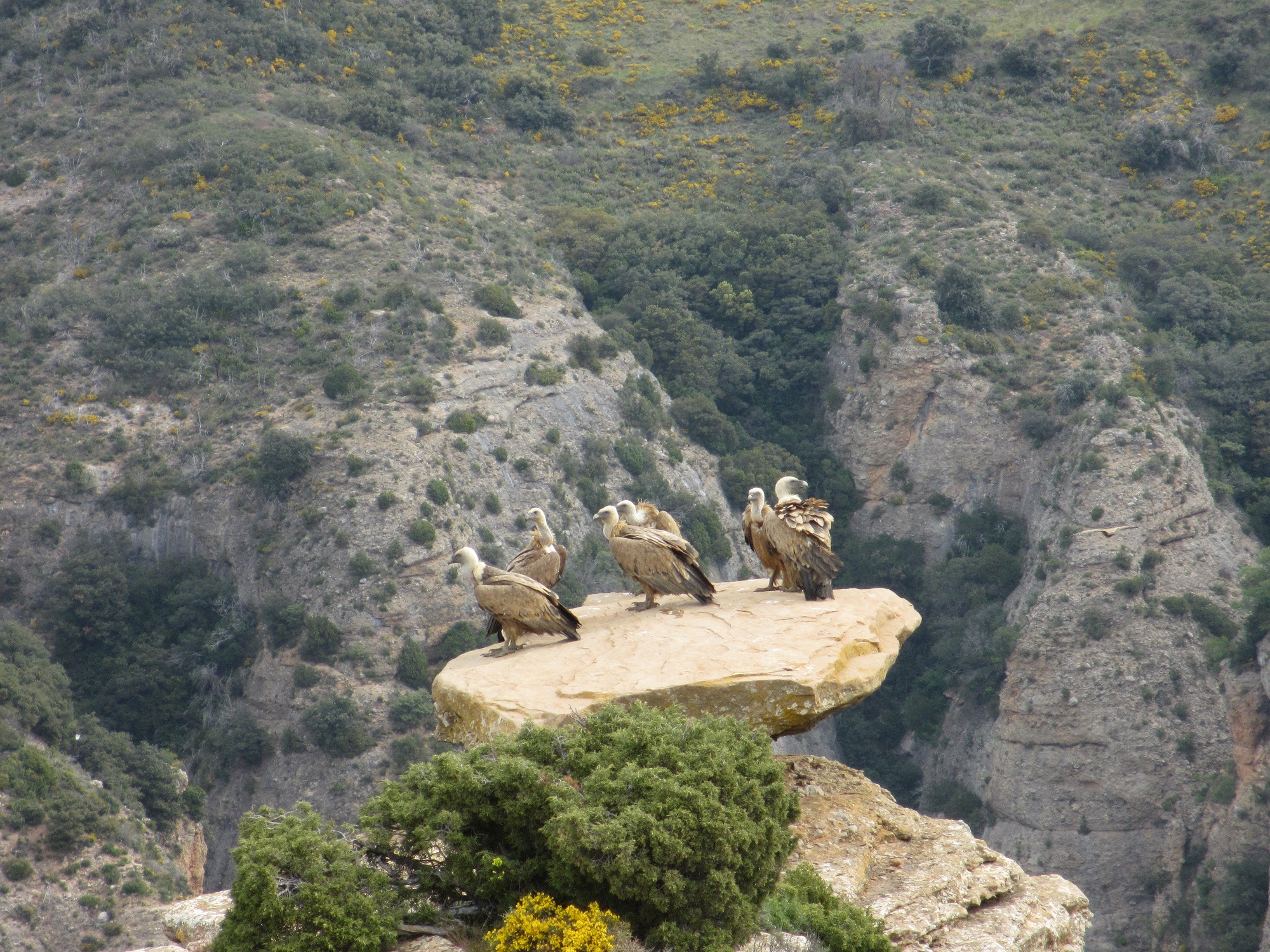 Fonds d'cran Animaux Oiseaux - Vautours Vautours fauves, Aragon, Espagne