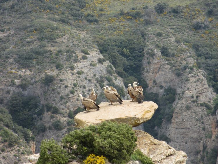 Fonds d'cran Animaux Oiseaux - Vautours Vautours fauves, Aragon, Espagne