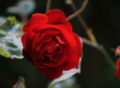  Nature rose rouge