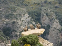  Animaux Vautours fauves, Aragon, Espagne