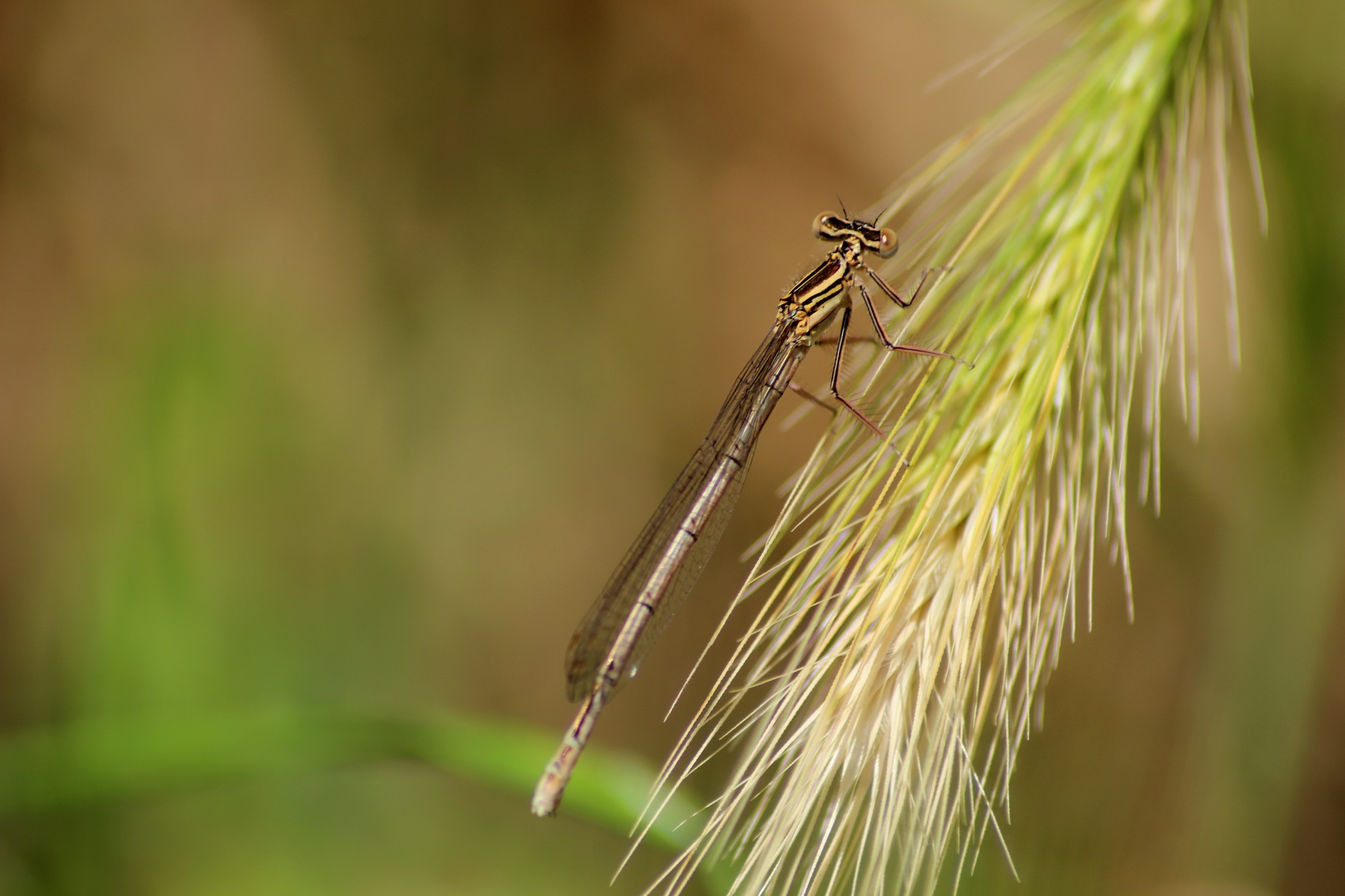 Fonds d'cran Animaux Insectes - Libellules Agrion