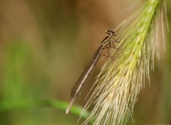  Animaux Agrion