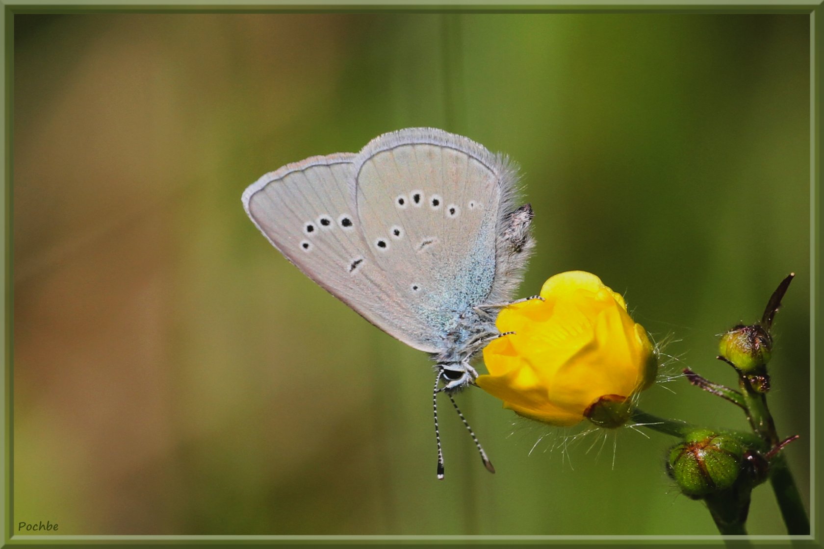 Fonds d'cran Animaux Insectes - Papillons 