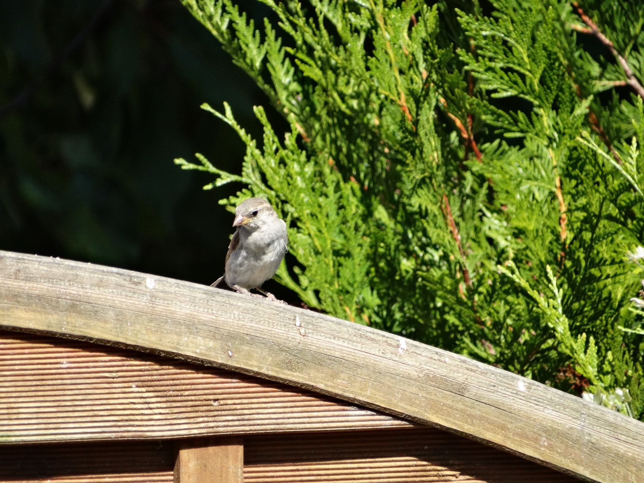 Fonds d'cran Animaux Oiseaux - Moineaux Bird