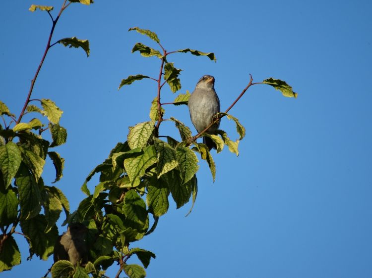 Fonds d'cran Animaux Oiseaux - Moineaux Bird