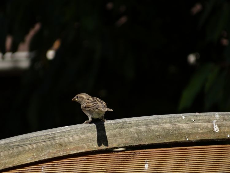 Wallpapers Animals Birds - Sparrows Bird