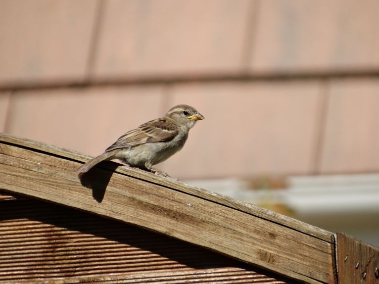 Fonds d'cran Animaux Oiseaux - Moineaux Bird