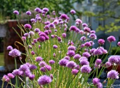  Nature Boissy L' Aillerie-ciboulette