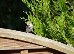  Animaux Bird