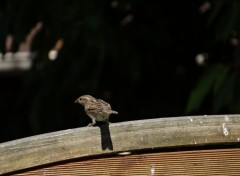  Animaux Bird