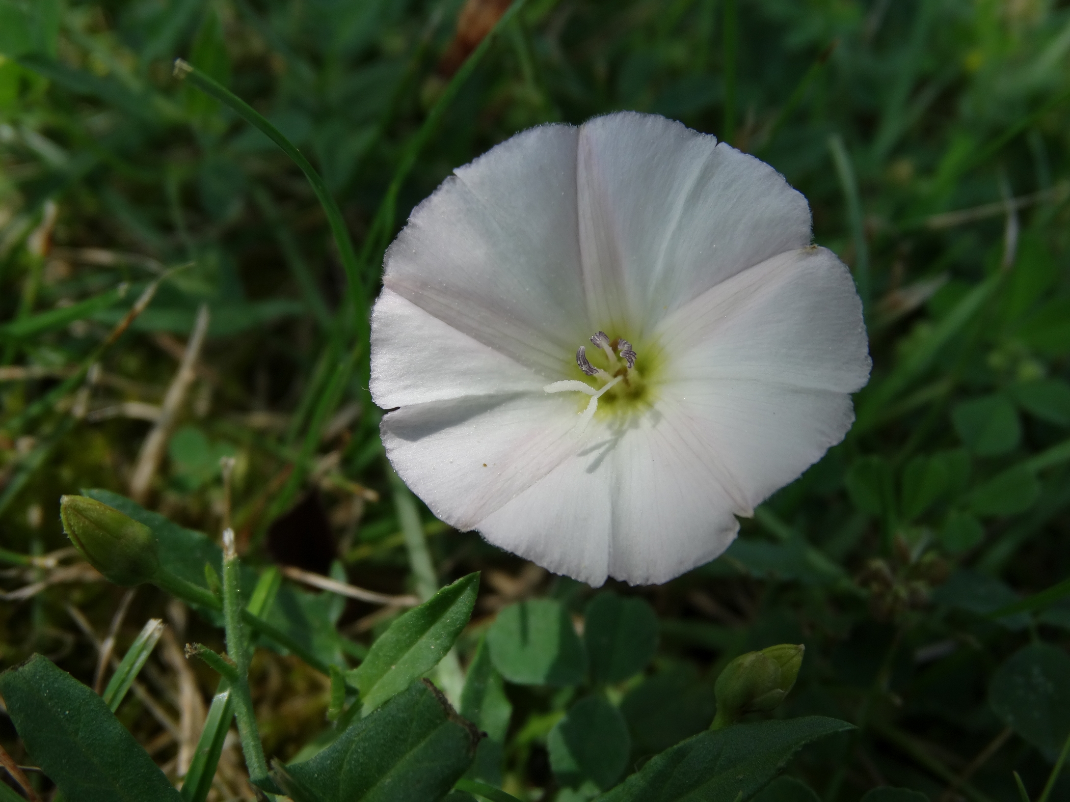 Fonds d'cran Nature Fleurs Fleur