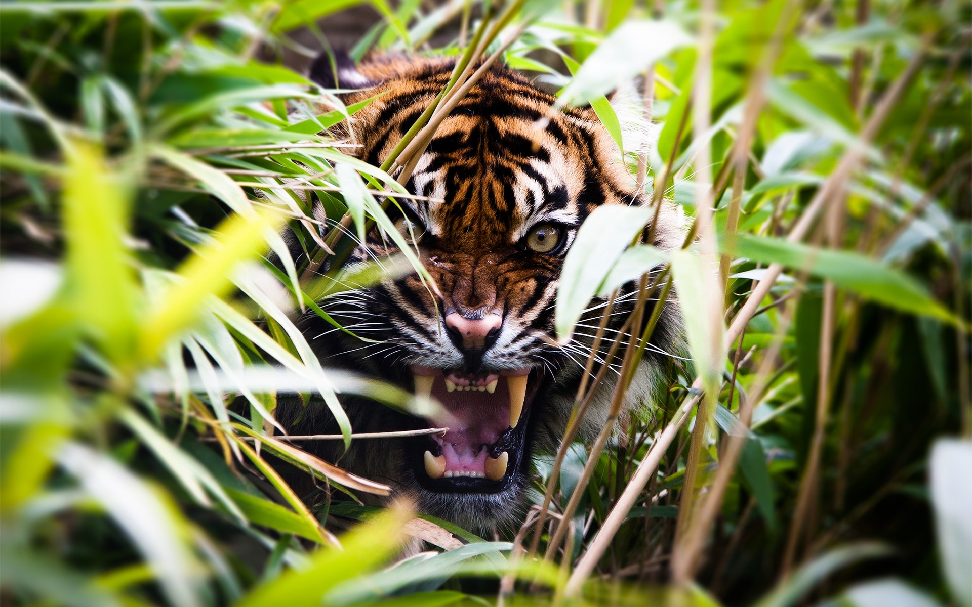 Fonds d'cran Animaux Flins - Tigres 