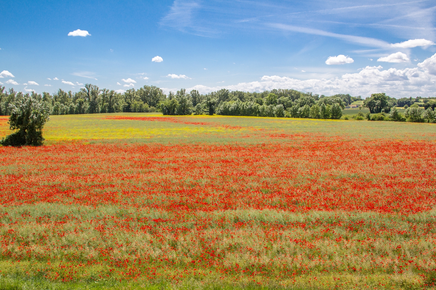 Fonds d'cran Nature Champs - Prairies mer de coquelicot