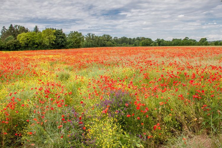 Fonds d'cran Nature Champs - Prairies mer de coquelicot