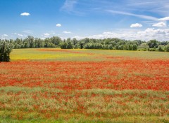  Nature mer de coquelicot