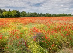  Nature mer de coquelicot