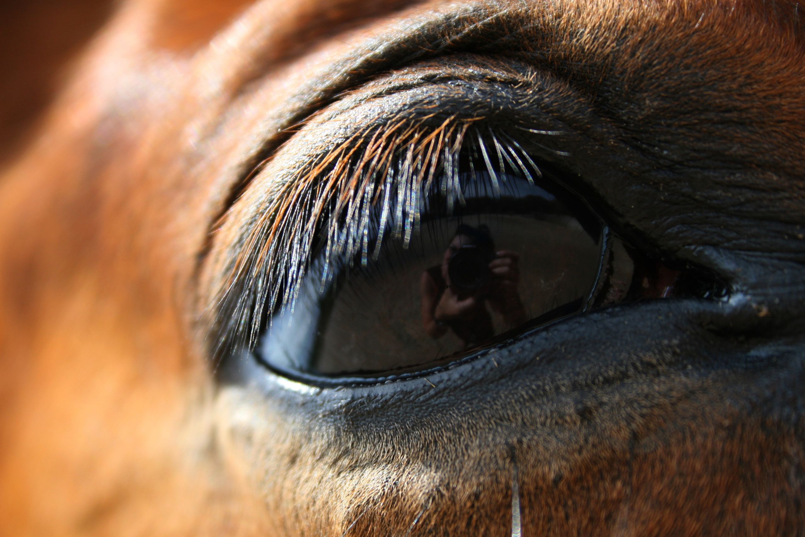 Fonds d'cran Animaux Chevaux cheval