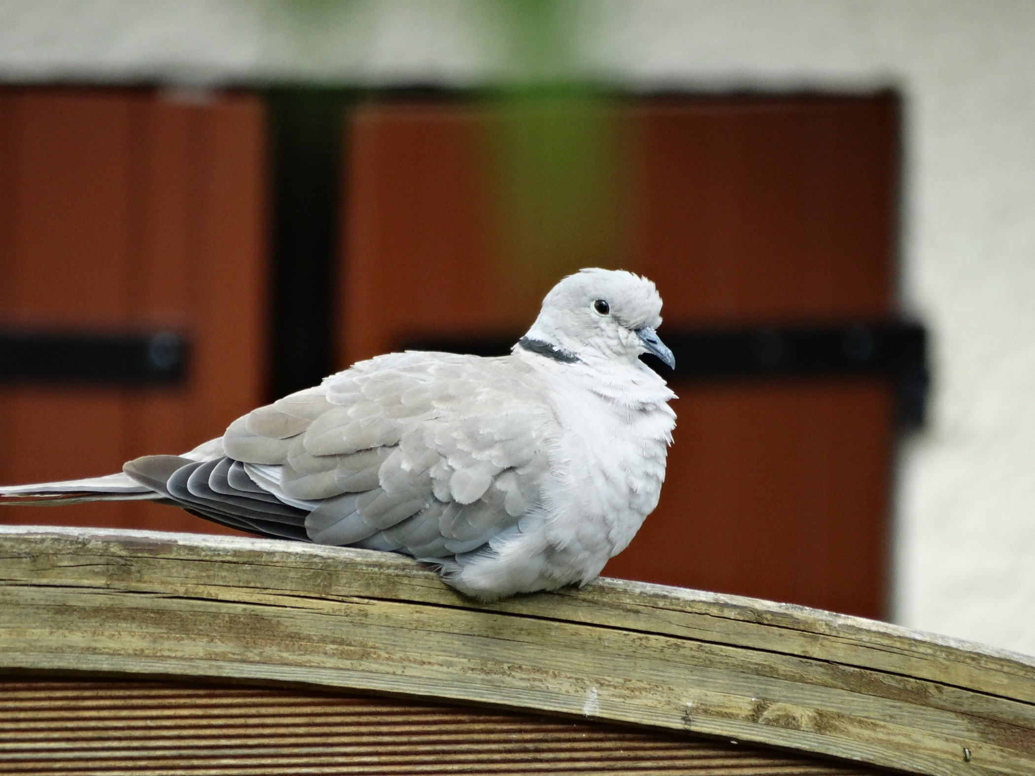 Fonds d'cran Animaux Oiseaux - Pigeons et Tourterelles Tourterelle