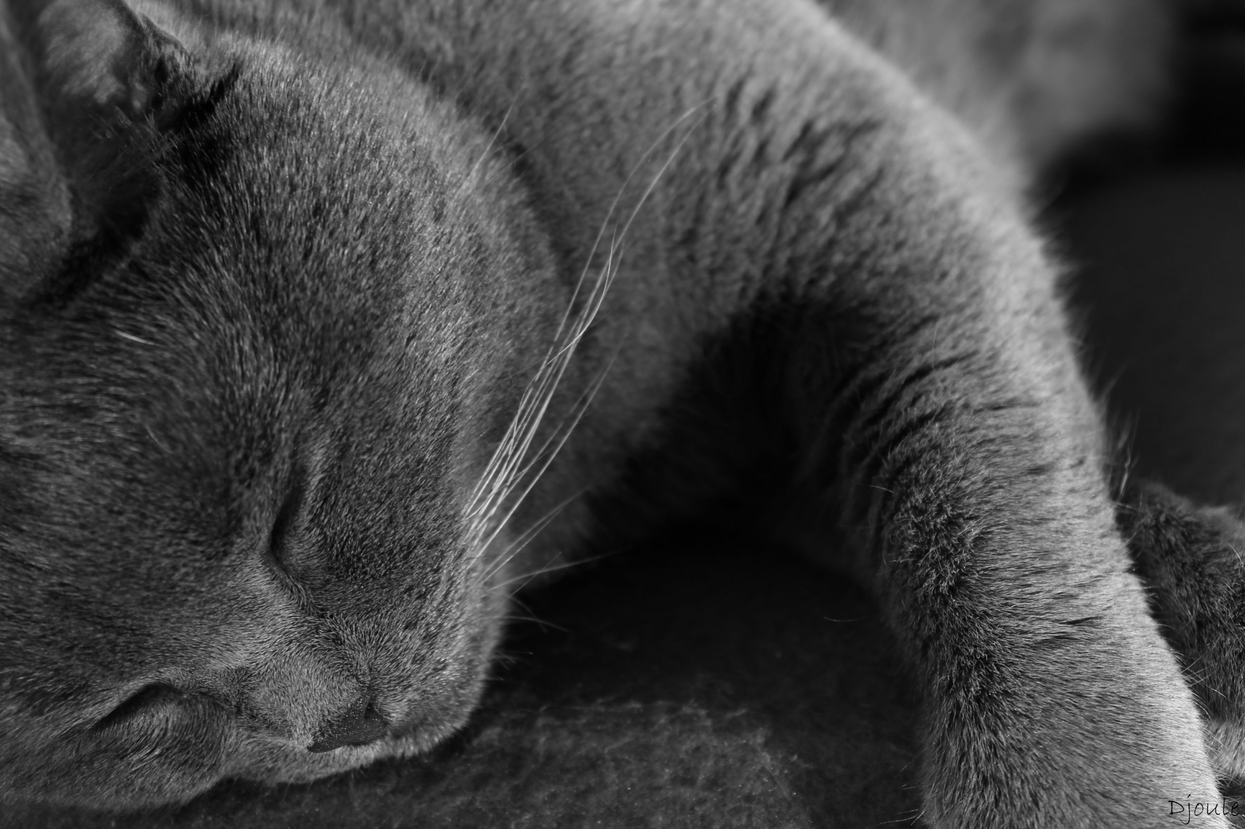 Wallpapers Animals Cats - Kittens Chartreux