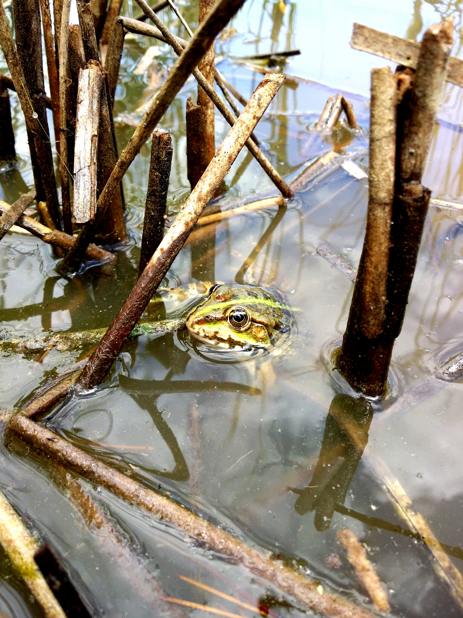 Wallpapers Animals Frogs - Toads insectes 