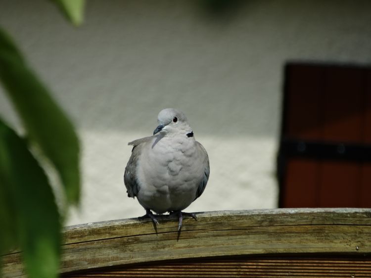 Fonds d'cran Animaux Oiseaux - Pigeons et Tourterelles Tourterelle