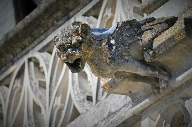 Fonds d'cran Constructions et architecture Chteaux - Palais Gargouille du chteau d'Amboise