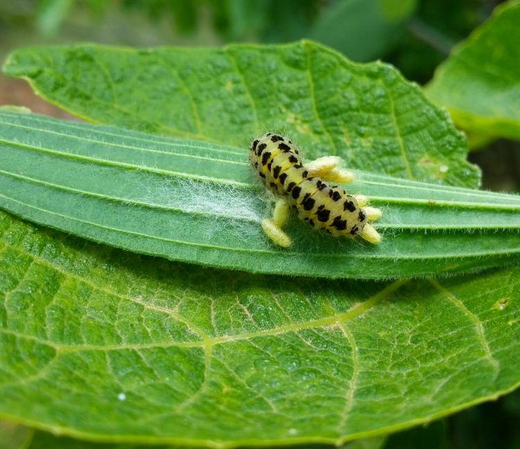 Wallpapers Animals Insects - Caterpillars insectes 