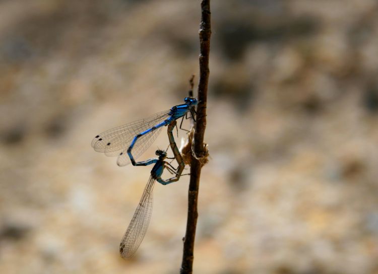 Wallpapers Animals Insects - Dragonflies insectes 