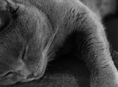  Animaux Chartreux