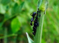  Animaux insectes 