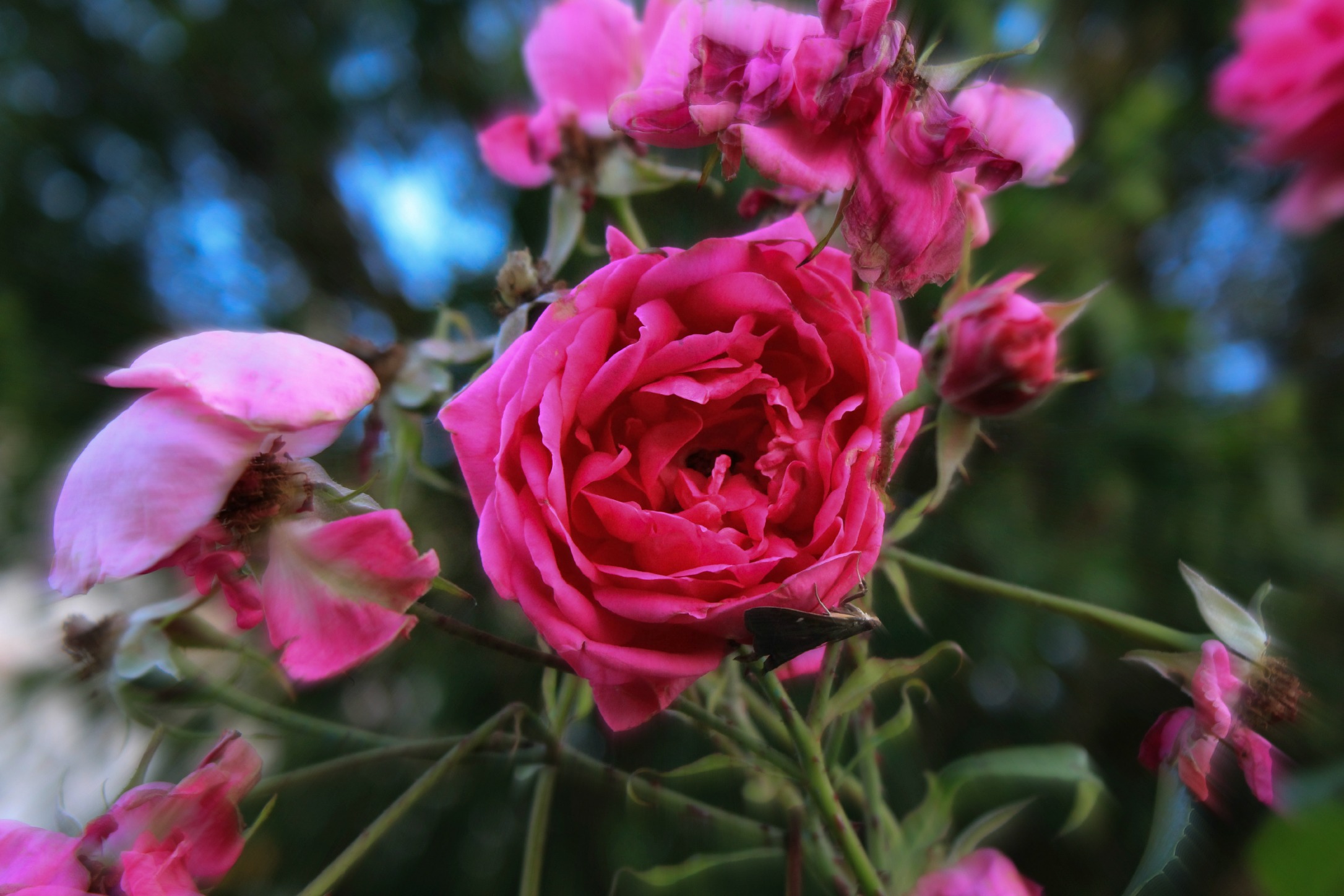 Fonds d'cran Nature Fleurs 