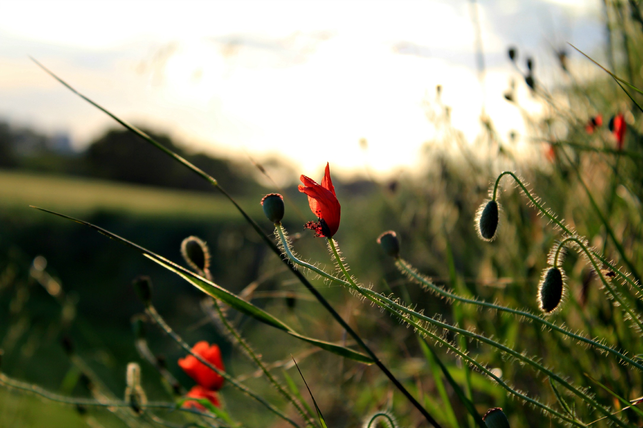 Fonds d'cran Nature Fleurs 