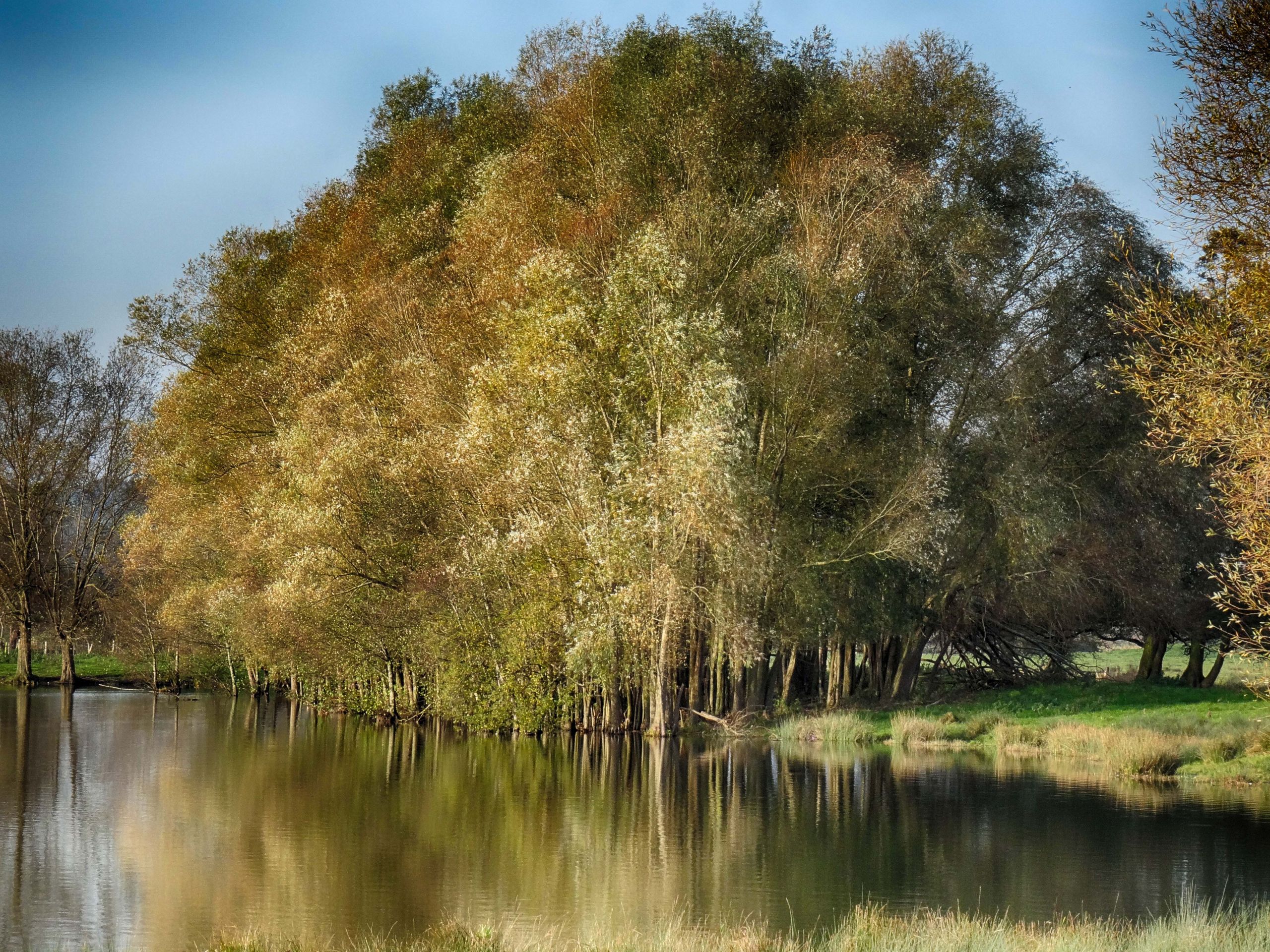 Fonds d'cran Nature Arbres - Forts 