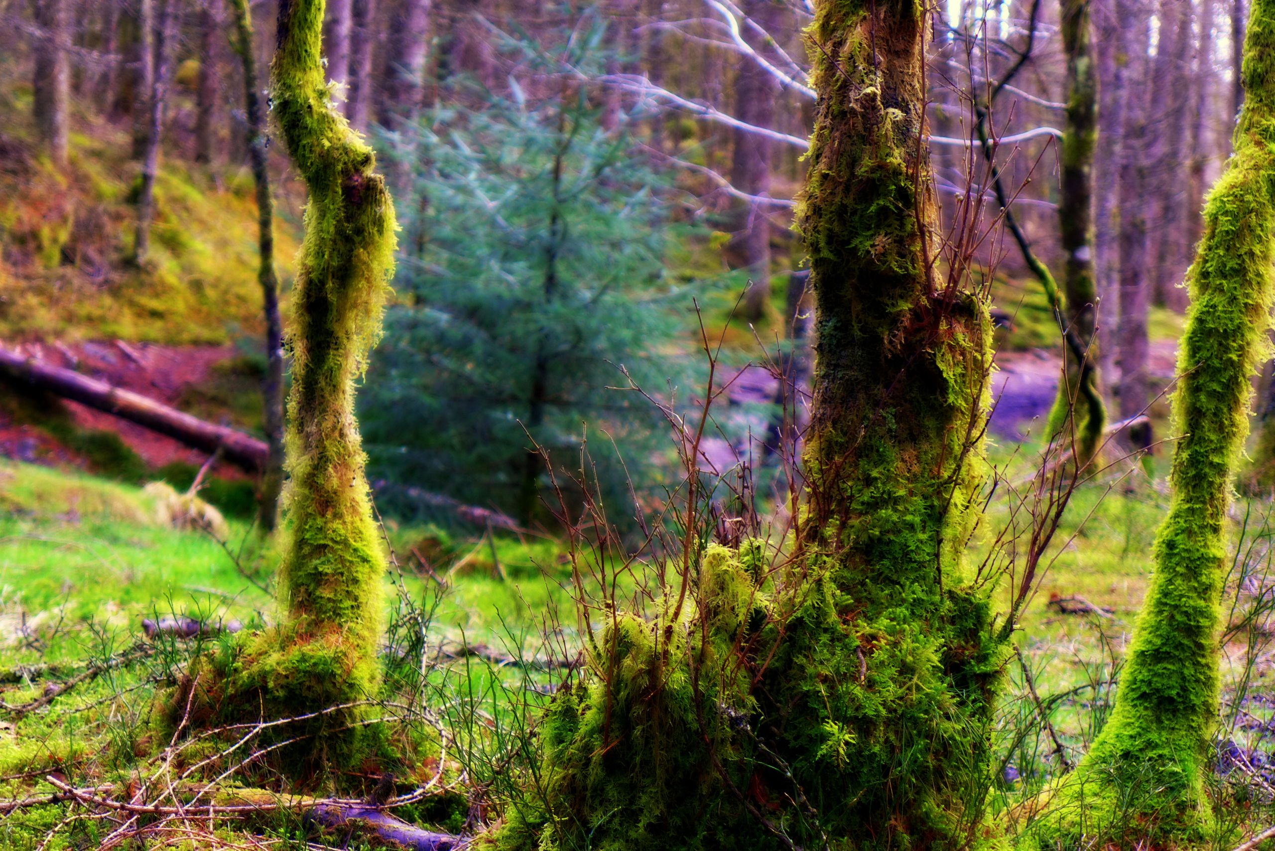 Fonds d'cran Nature Arbres - Forts 