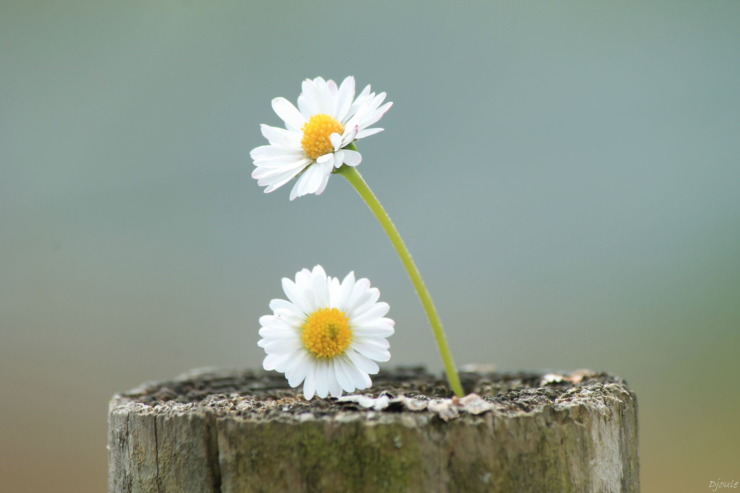 Fonds d'cran Nature Fleurs Marguerites